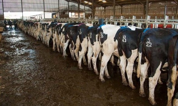 Cows lined up in yolks for artificial insemination.